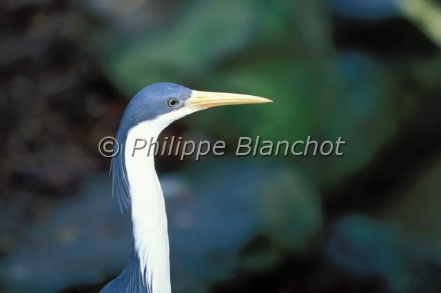 ardea picata.JPG - Héron pie ou aigrette pieArdea picataPied HeronArdéidésAustralie